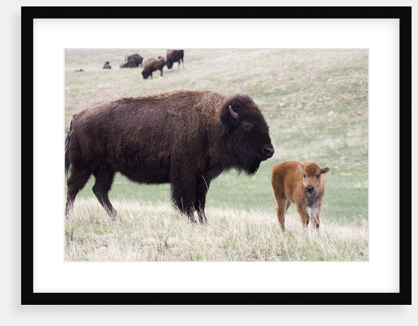 American Bison cow with calf by Anonymous