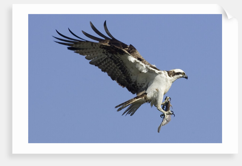 Osprey landing with fish in it's talons by Anonymous