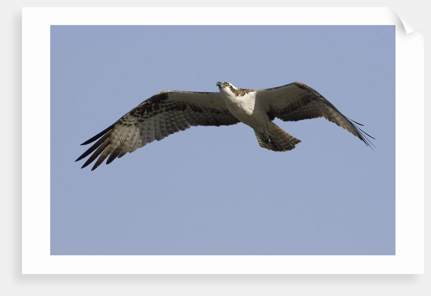 Osprey in flight by Anonymous