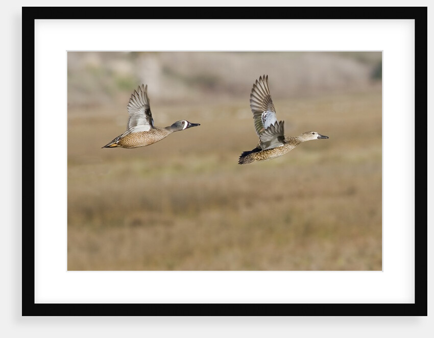 Blue-Winged Teal Ducks in flight by Anonymous