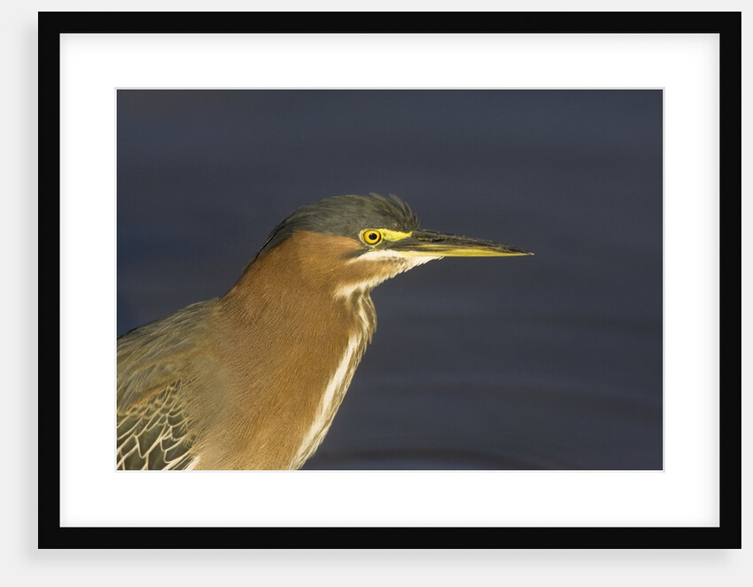 Green Heron closeup by Anonymous