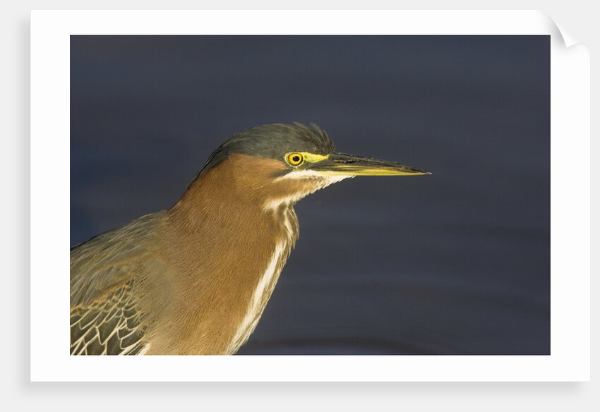 Green Heron closeup by Anonymous