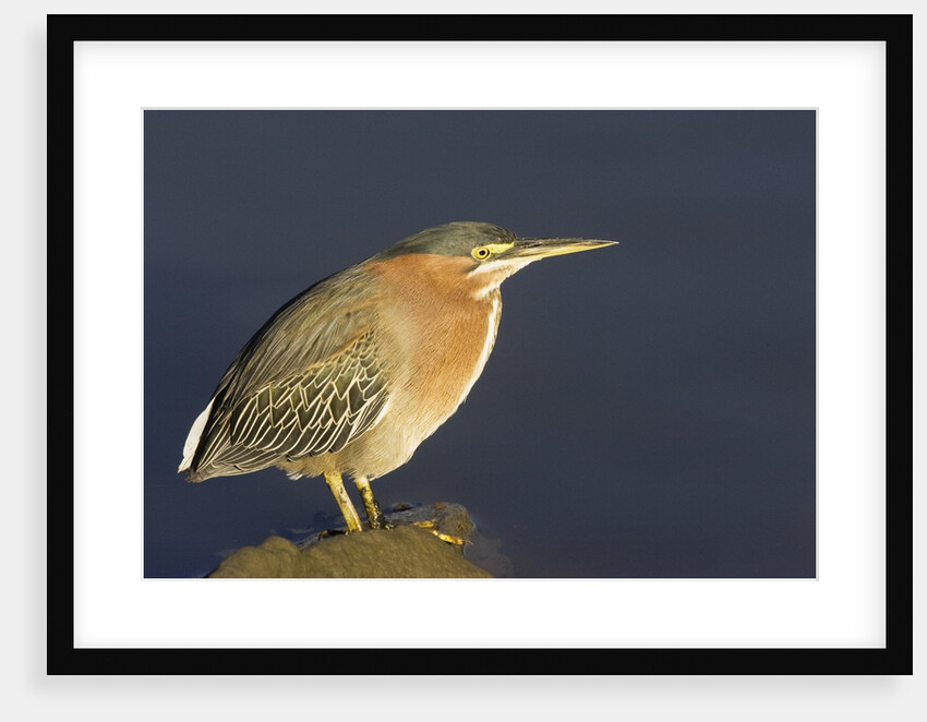 Green Heron by Anonymous