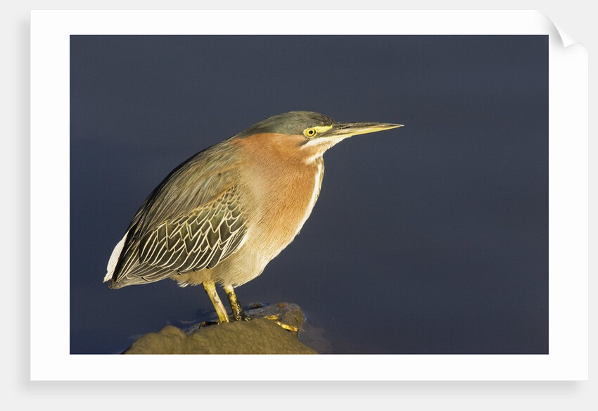 Green Heron by Anonymous