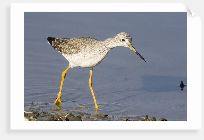 Greater Yellowlegs by Anonymous