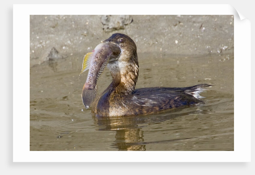 Pied-Billed Grebe tries to swallow a fish by Anonymous