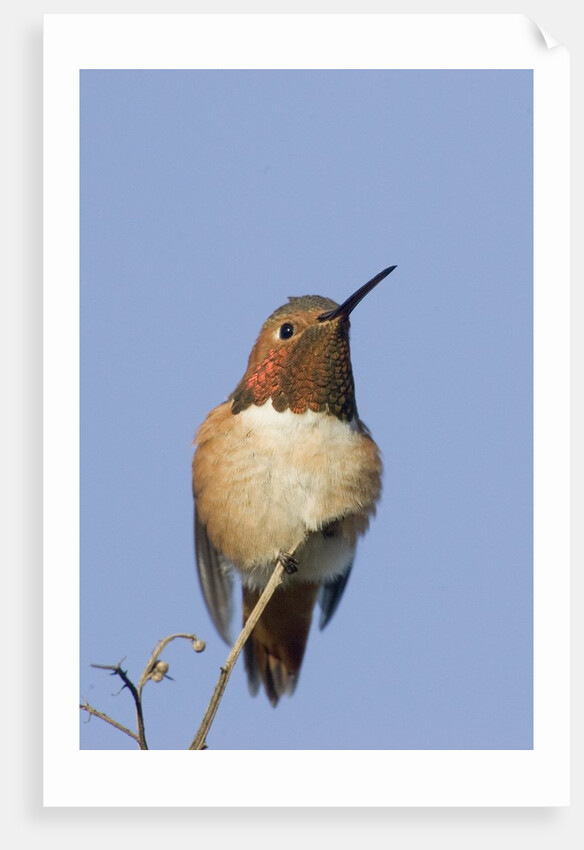 Rufous Hummingbird by Anonymous