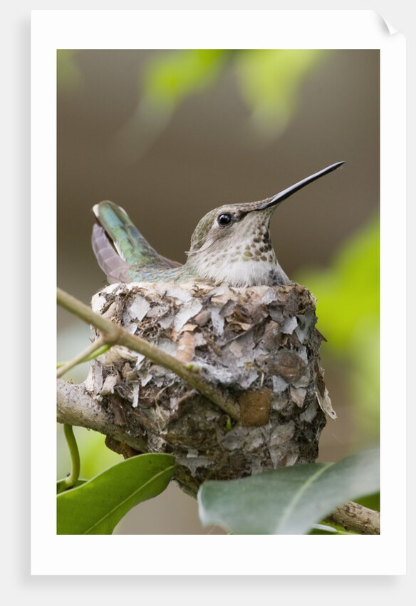 Anna's Hummingbird sits on eggs in her nest by Anonymous
