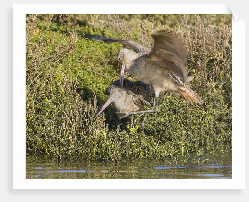 Marbled Godwits attacks another by Anonymous