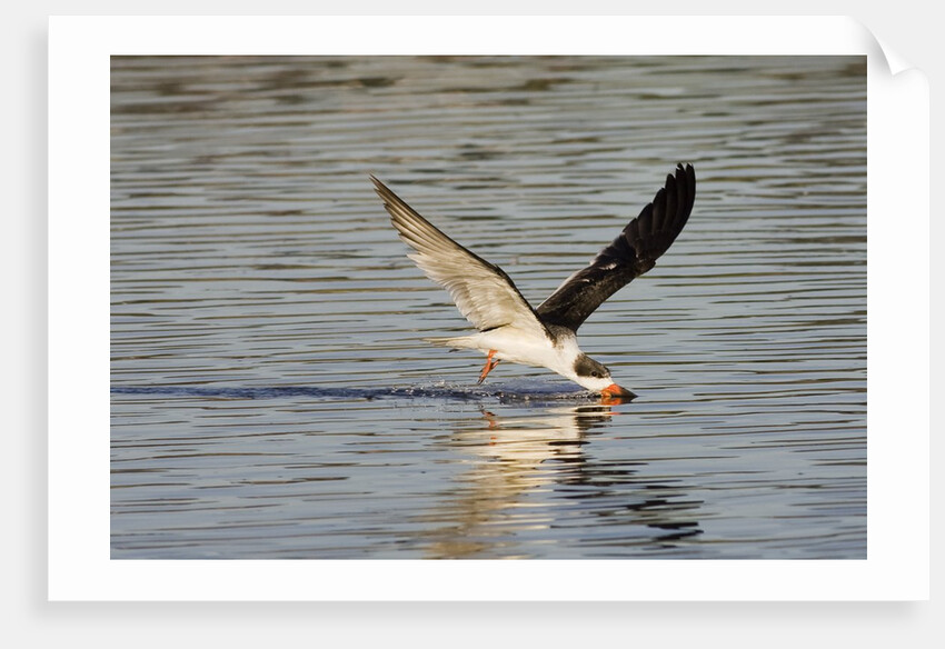 Juvenile Black Skimmer skimming by Anonymous