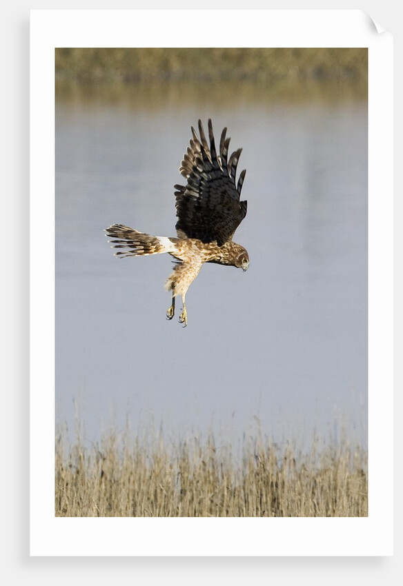 Northern Harrier with talons extended to strike by Anonymous