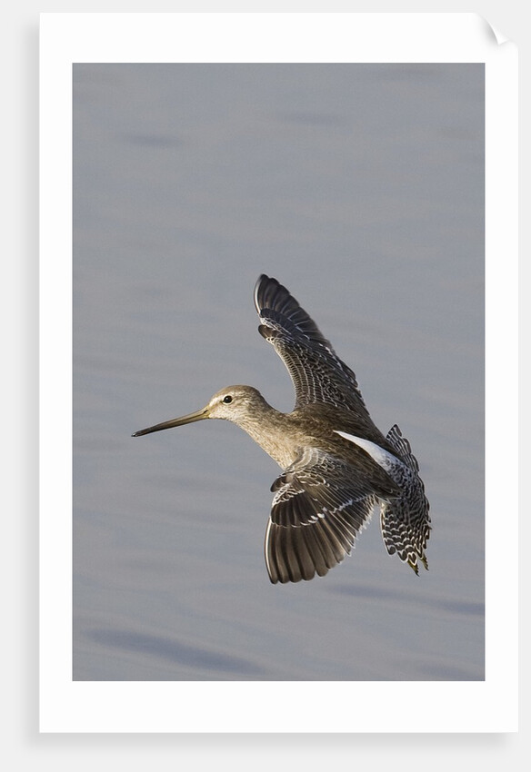Short-Billed Dowitcher in flight by Anonymous