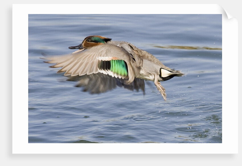 Male Green-Winged Teal Duck takes off by Anonymous