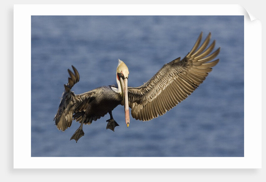 Brown Pelican landing by Anonymous