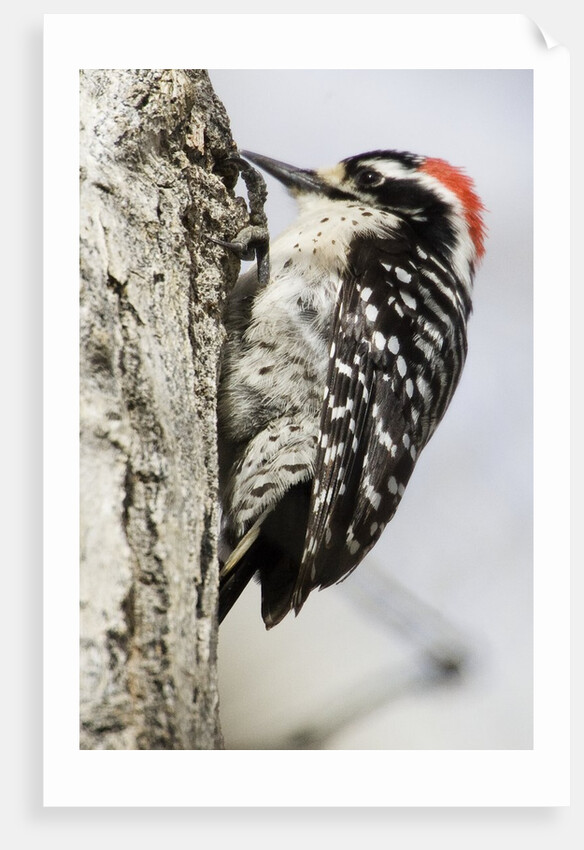 Nuttall's Woodpecker by Anonymous