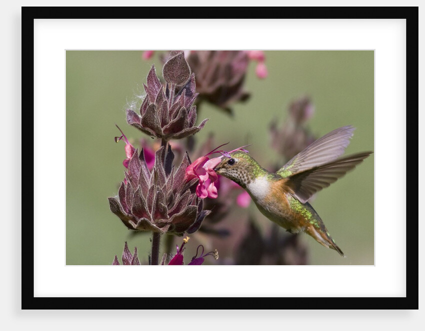 Rufous Hummingbird feeding on Hummingbird Sage by Anonymous