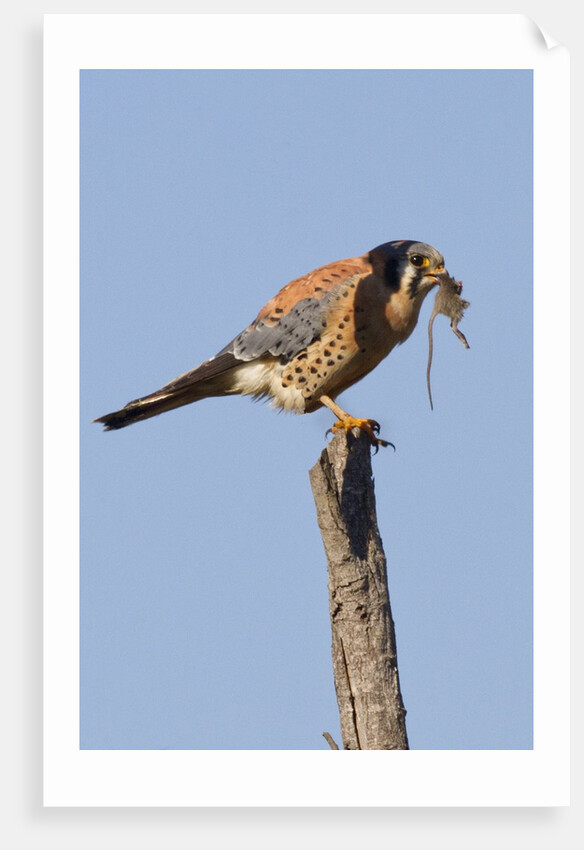 American Kestrel eating a rodent by Anonymous