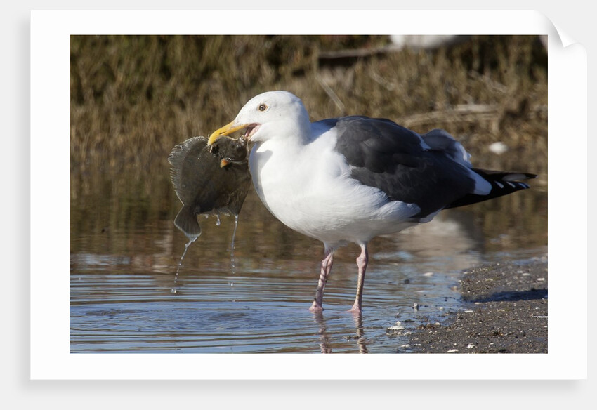 Western Gull catchs a flatfish by Anonymous