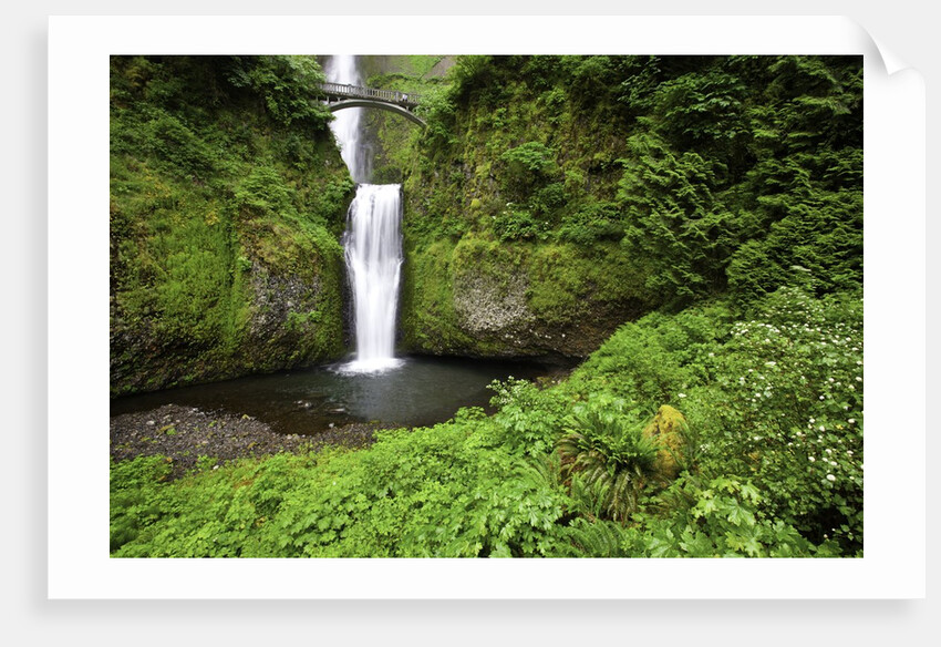 Multnomah falls, in Columbia River Gorge National Scenic Area, Oregon by Anonymous