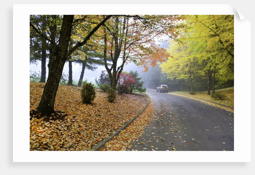 Fall colors in morning fog, Happy Valley, Oregon by Anonymous