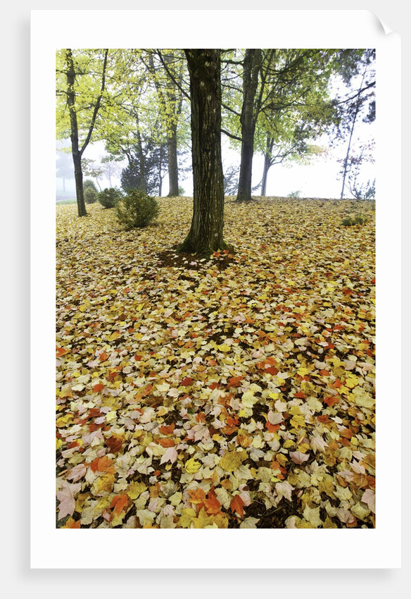 Fall colors in morning fog, Happy Valley, Oregon by Anonymous