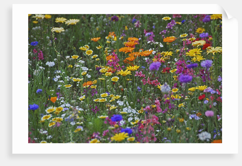 Colorful wildflower mixture by Anonymous