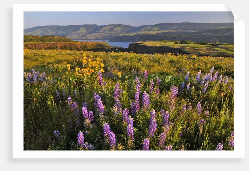Rowena Plateau wildflowers by Anonymous