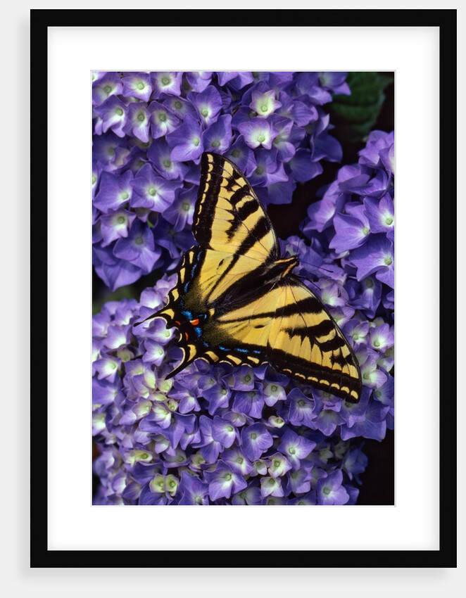 Tiger swallowtail butterfly by Anonymous