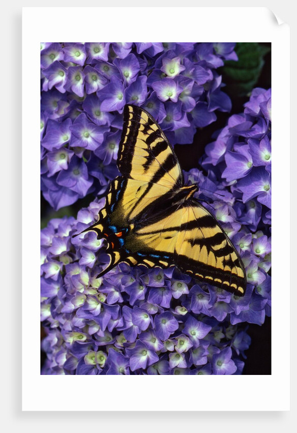 Tiger swallowtail butterfly by Anonymous