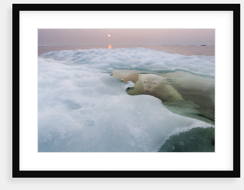 Polar Bear, Hudson Bay, Canada by Anonymous