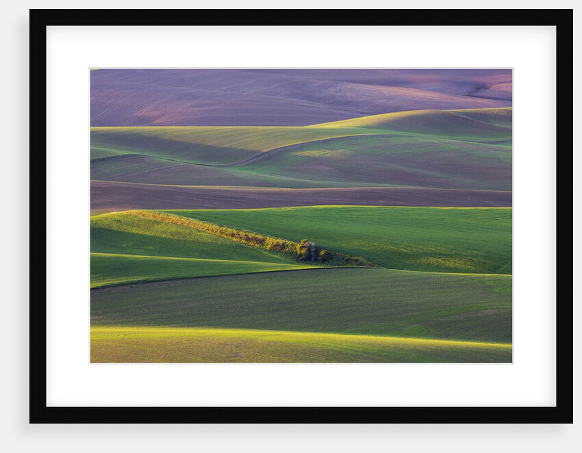 Spring Rolling Hills of Wheat and Fallow fields by Anonymous
