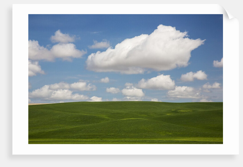 Spring Rolling Hills of Wheat and Clouds by Anonymous