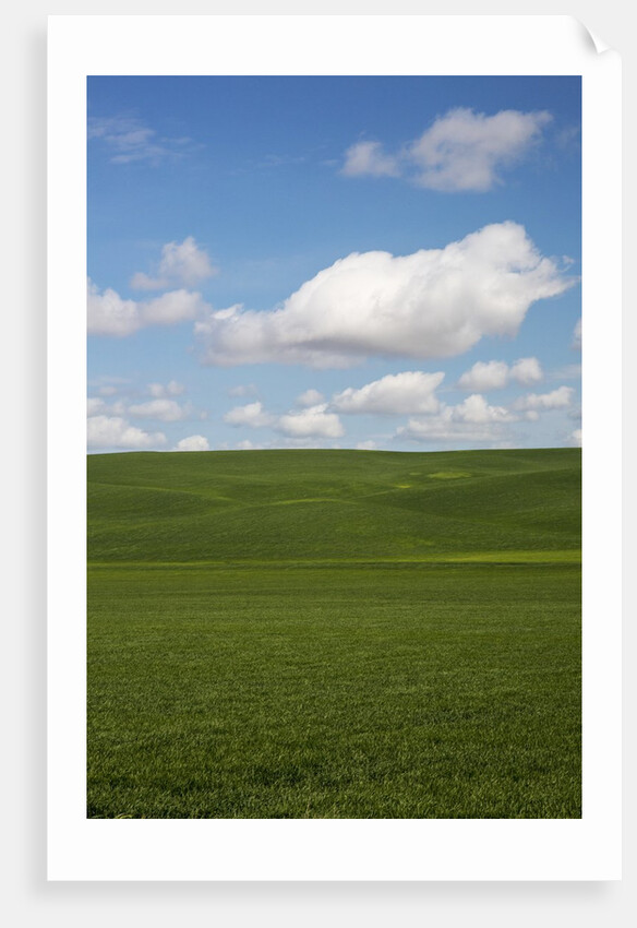 Spring Rolling Hills of Wheat and Clouds by Anonymous