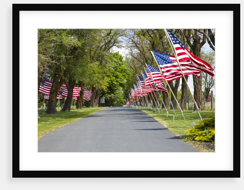 United States of America Flags Lining Tree Lined Road by Anonymous