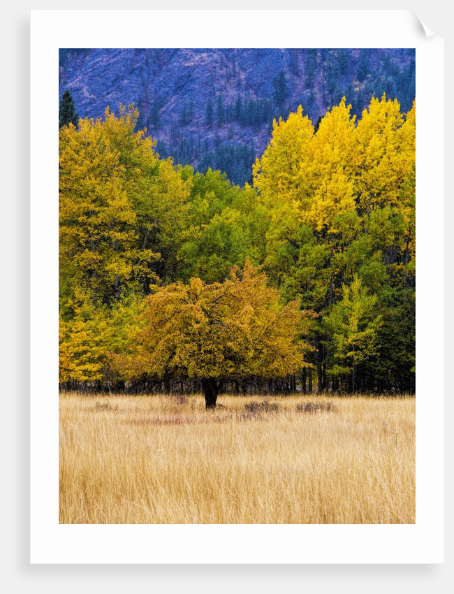 Autumn Aspen Trees in Color by Anonymous