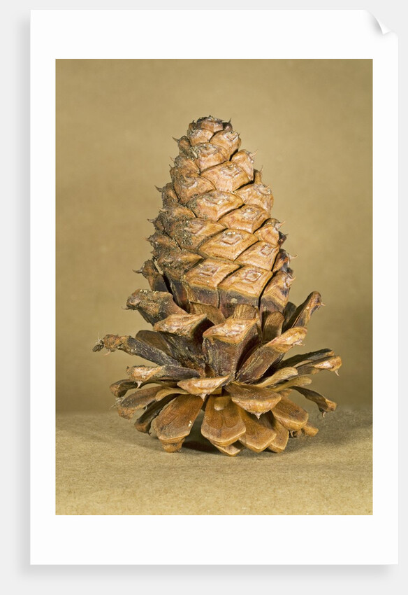Ponderosa pine cone by Anonymous