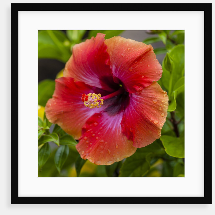 Close-up of Hibiscus flower by Anonymous