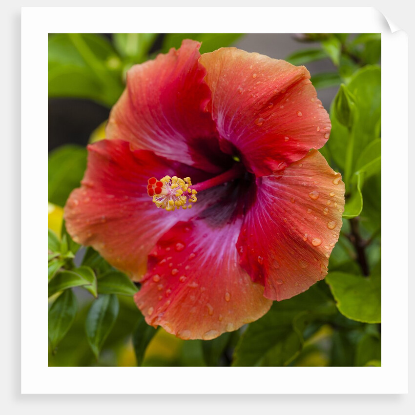 Close-up of Hibiscus flower by Anonymous