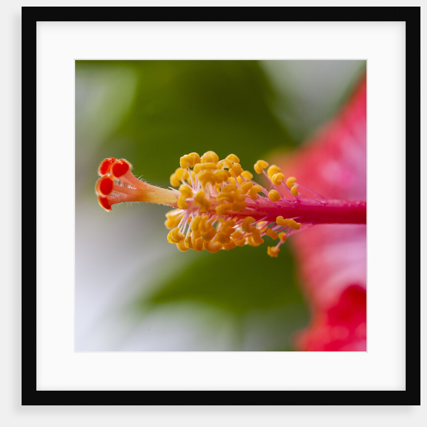 Close-up of Hibiscus flower by Anonymous
