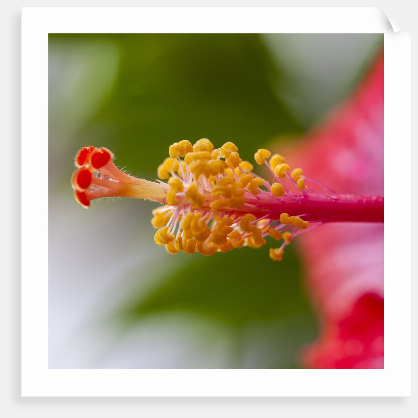 Close-up of Hibiscus flower by Anonymous