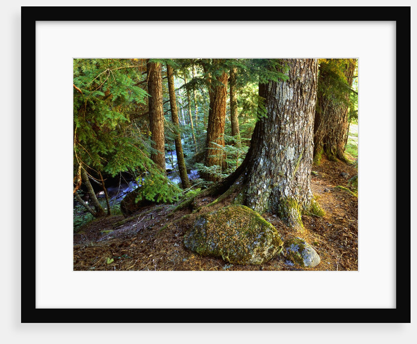Forest along the Zig Zag River by Anonymous