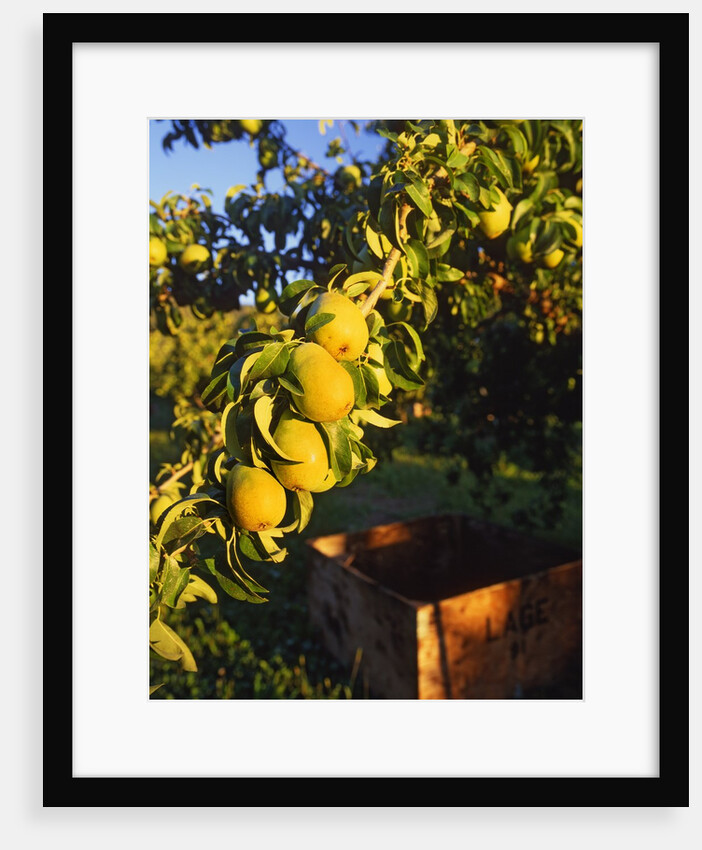 Anjou pears on tree branch by Anonymous