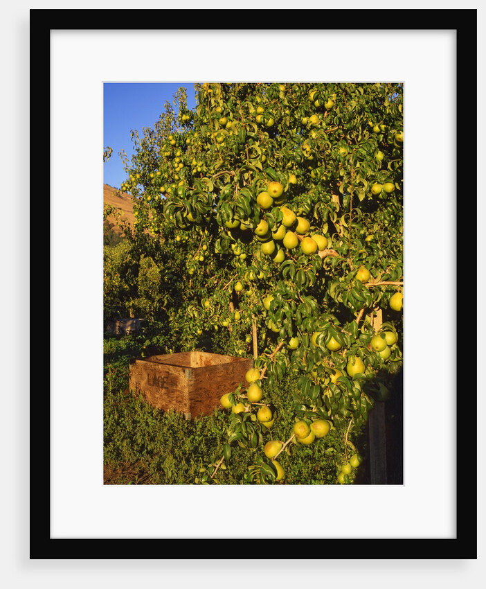Anjou pears by Anonymous