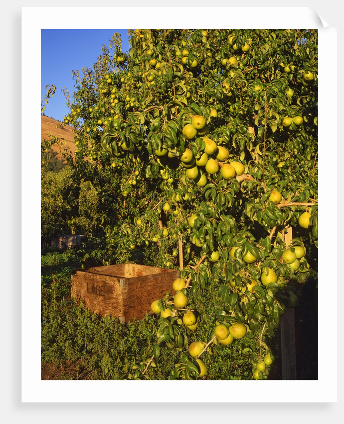 Anjou pears by Anonymous