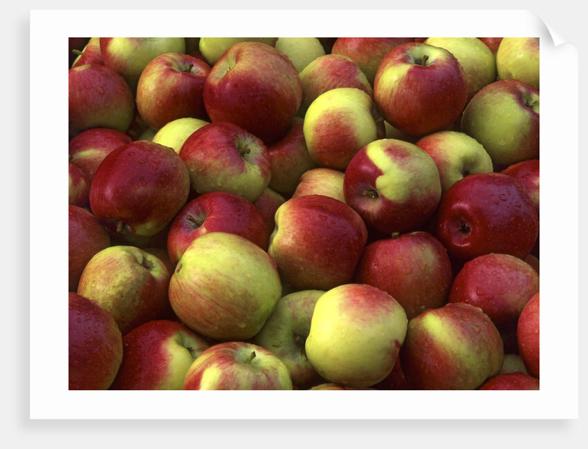 McIntosh apples by Anonymous
