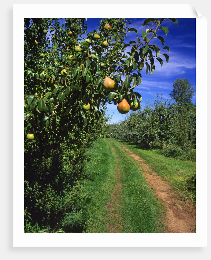 Bartlett pears by Anonymous