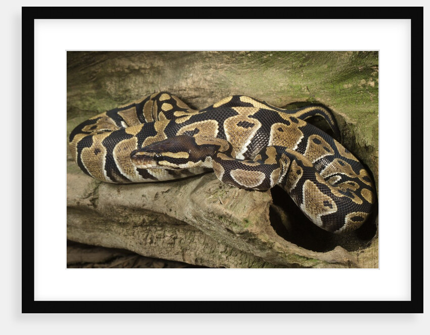 Ball Python by Anonymous