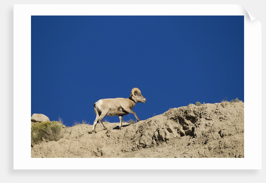 Bighorn Sheep by Anonymous