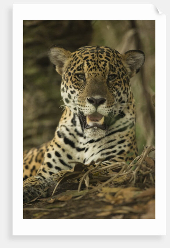 Jaguar by Anonymous