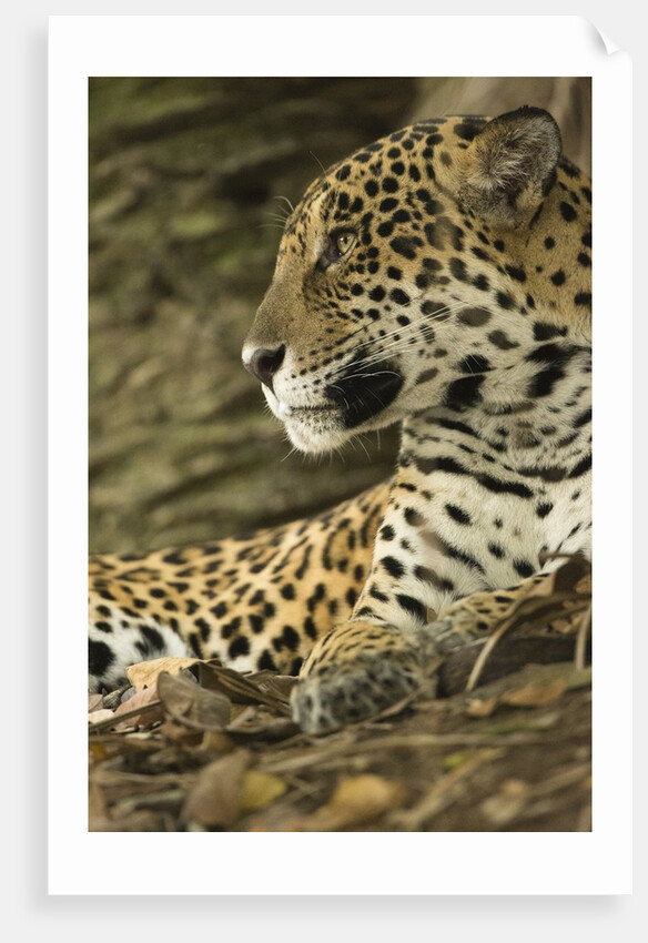 Jaguar Profile by Anonymous